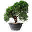 Juniperus chinensis Kishu, 23 cm, ± 12 years old