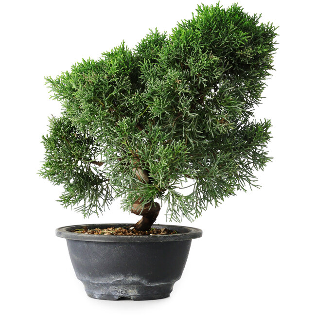 Juniperus chinensis Kishu, 23 cm, ± 12 ans