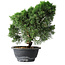 Juniperus chinensis Kishu, 23 cm, ± 12 years old