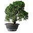 Juniperus chinensis Kishu, 23 cm, ± 12 Jahre alt