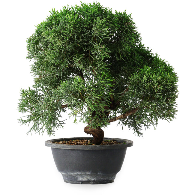 Juniperus chinensis Kishu, 23 cm, ± 12 años