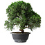 Juniperus chinensis Kishu, 23 cm, ± 12 años