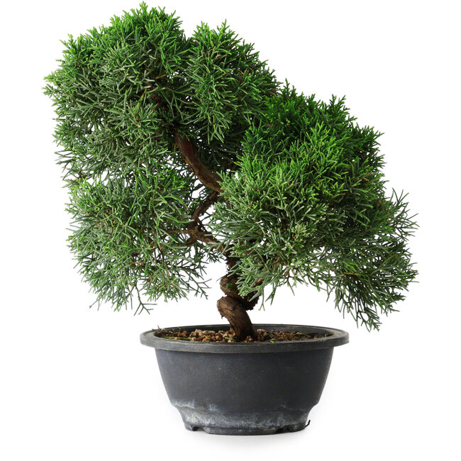 Juniperus chinensis Kishu, 23 cm, ± 12 years old