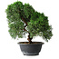 Juniperus chinensis Kishu, 23 cm, ± 12 ans