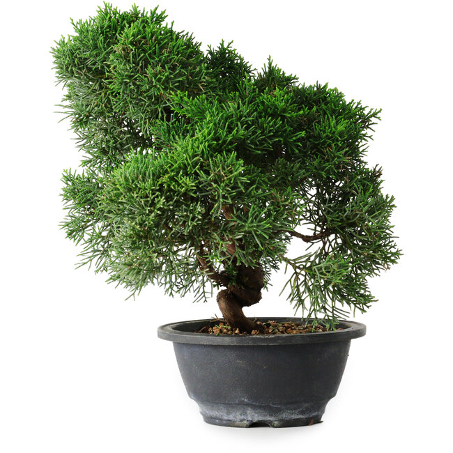 Juniperus chinensis Kishu, 23 cm, ± 12 ans