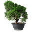 Juniperus chinensis Kishu, 23 cm, ± 12 Jahre alt
