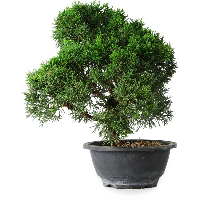 Juniperus chinensis Kishu, 23 cm, ± 12 Jahre alt