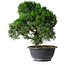 Juniperus chinensis Kishu, 23 cm, ± 12 ans