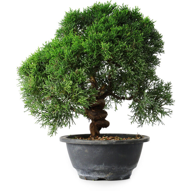 Juniperus chinensis Kishu, 23 cm, ± 12 Jahre alt
