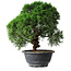 Juniperus chinensis Kishu, 23 cm, ± 12 years old