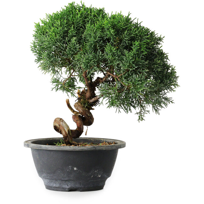 Juniperus chinensis Kishu, 23 cm, ± 12 jaar oud