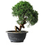 Juniperus chinensis Kishu, 23 cm, ± 12 years old