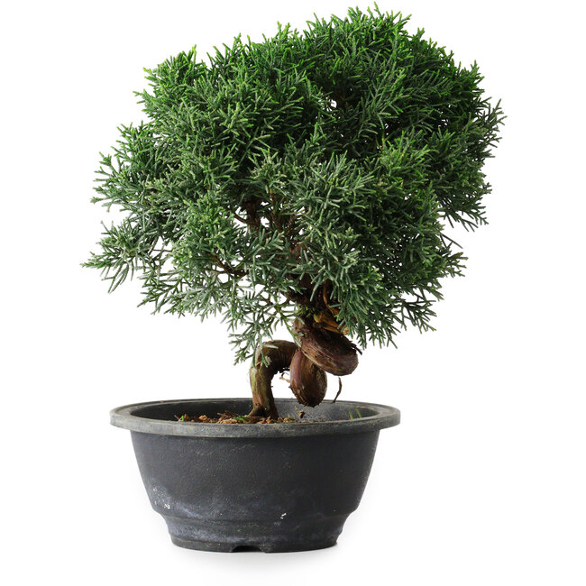 Juniperus chinensis Kishu, 23 cm, ± 12 Jahre alt