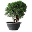 Juniperus chinensis Kishu, 23 cm, ± 12 Jahre alt