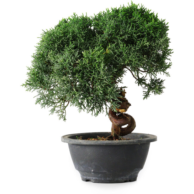 Juniperus chinensis Kishu, 23 cm, ± 12 jaar oud