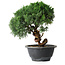 Juniperus chinensis Kishu, 23 cm, ± 12 Jahre alt