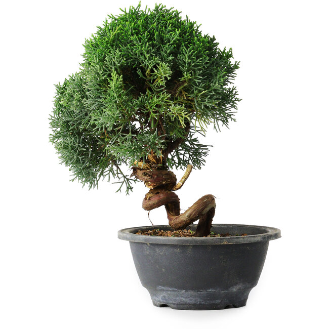 Juniperus chinensis Kishu, 23 cm, ± 12 anni