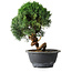 Juniperus chinensis Kishu, 23 cm, ± 12 Jahre alt