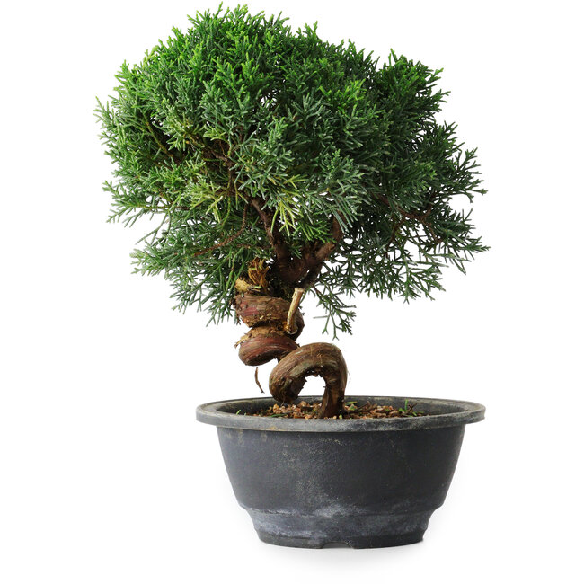 Juniperus chinensis Kishu, 23 cm, ± 12 Jahre alt