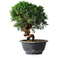 Juniperus chinensis Kishu, 23 cm, ± 12 Jahre alt