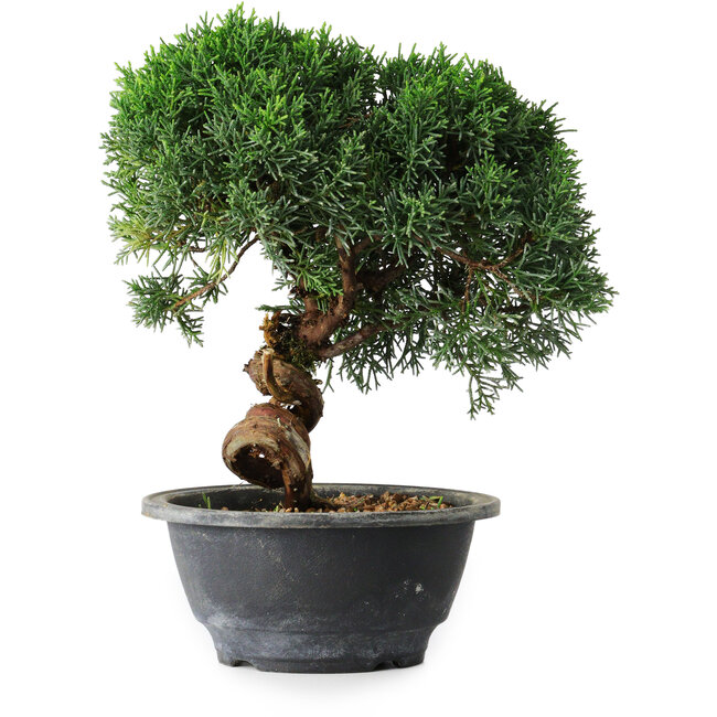 Juniperus chinensis Kishu, 23 cm, ± 12 anni