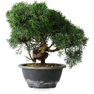 Juniperus chinensis Kishu, 23 cm, ± 12 anni