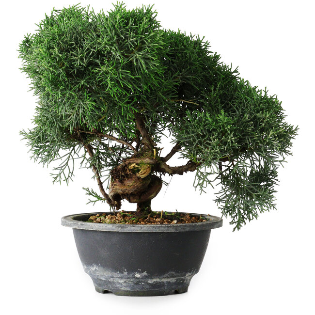 Juniperus chinensis Kishu, 23 cm, ± 12 ans