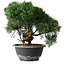 Juniperus chinensis Kishu, 23 cm, ± 12 años