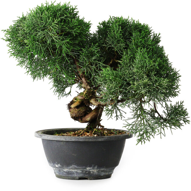 Juniperus chinensis Kishu, 23 cm, ± 12 anni