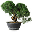 Juniperus chinensis Kishu, 23 cm, ± 12 ans