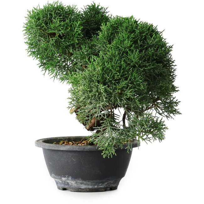 Juniperus chinensis Kishu, 23 cm, ± 12 years old