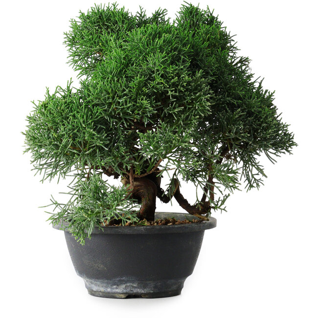 Juniperus chinensis Kishu, 23 cm, ± 12 anni