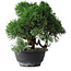 Juniperus chinensis Kishu, 23 cm, ± 12 ans