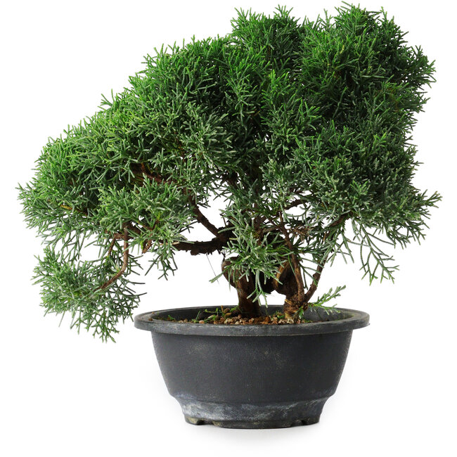 Juniperus chinensis Kishu, 23 cm, ± 12 anni