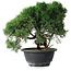 Juniperus chinensis Kishu, 23 cm, ± 12 ans