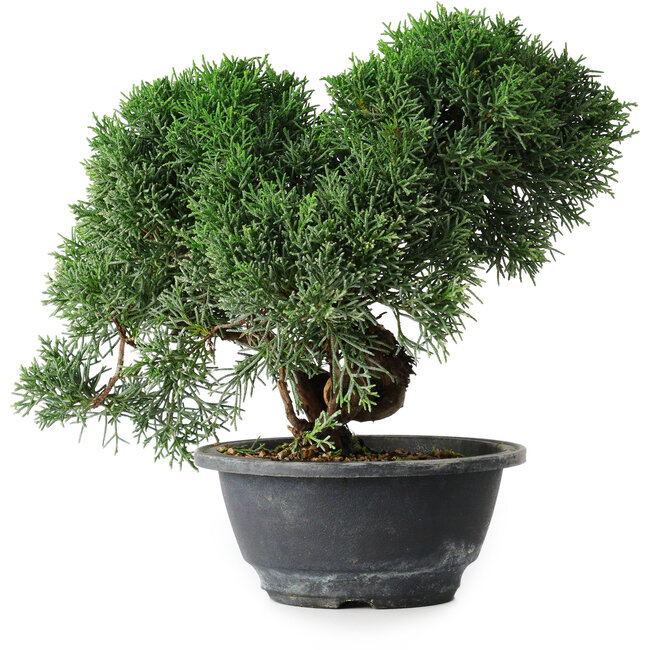 Juniperus chinensis Kishu, 23 cm, ± 12 years old