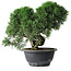 Juniperus chinensis Kishu, 23 cm, ± 12 years old
