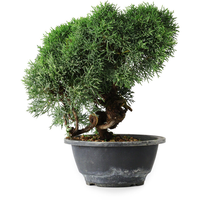 Juniperus chinensis Kishu, 23 cm, ± 12 Jahre alt