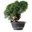 Juniperus chinensis Kishu, 23 cm, ± 12 Jahre alt