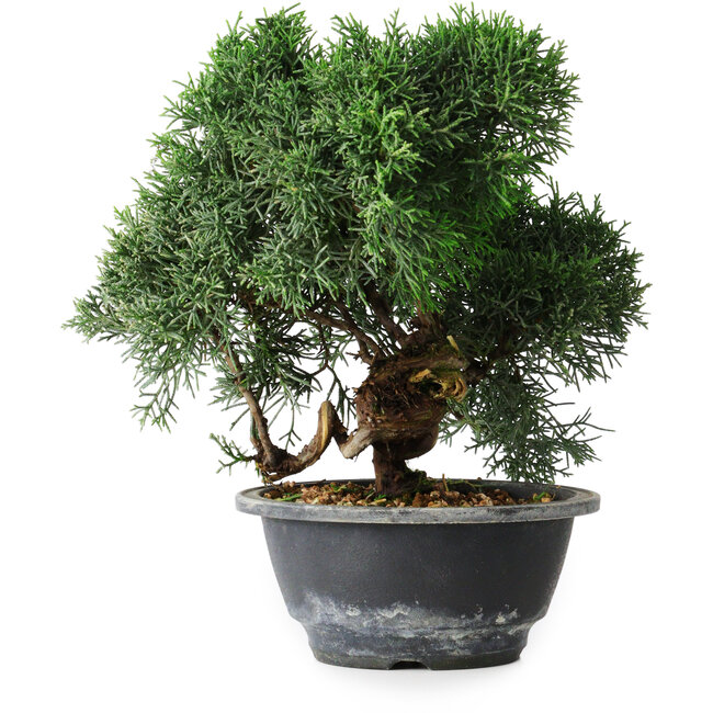 Juniperus chinensis Kishu, 23 cm, ± 12 años
