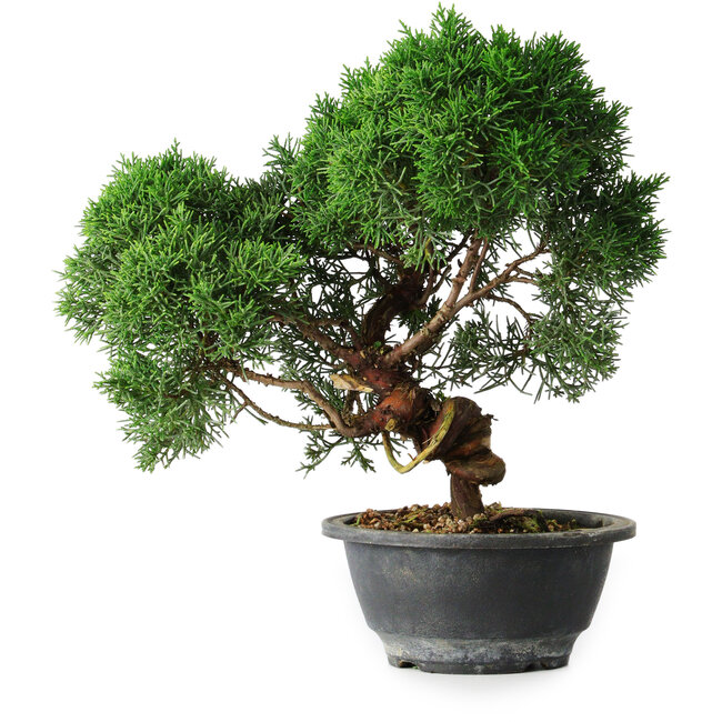 Juniperus chinensis Kishu, 23 cm, ± 12 ans