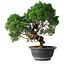 Juniperus chinensis Kishu, 23 cm, ± 12 años