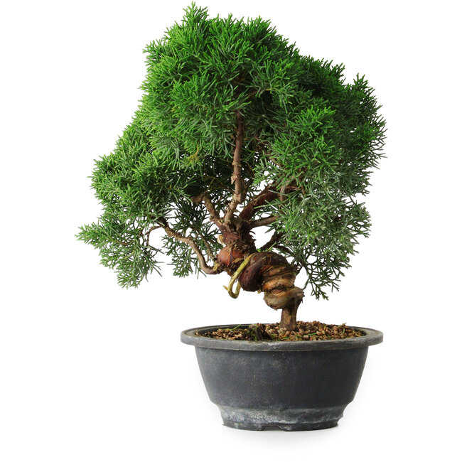 Juniperus chinensis Kishu, 23 cm, ± 12 ans