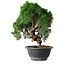 Juniperus chinensis Kishu, 23 cm, ± 12 ans