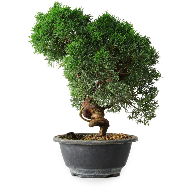 Juniperus chinensis Kishu, 23 cm, ± 12 años