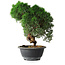Juniperus chinensis Kishu, 23 cm, ± 12 years old