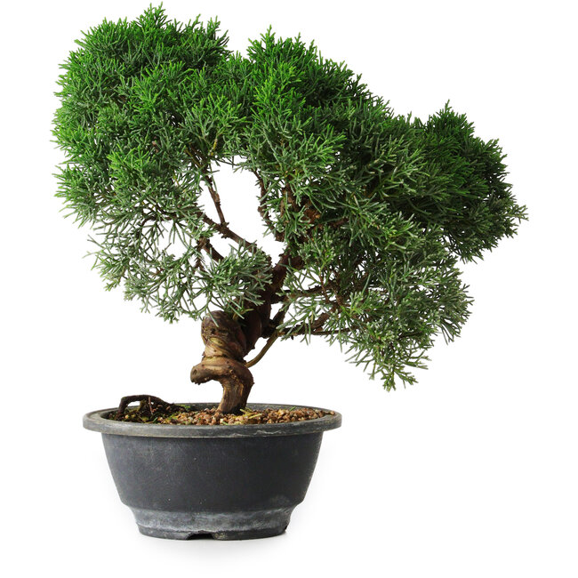 Juniperus chinensis Kishu, 23 cm, ± 12 Jahre alt