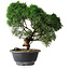 Juniperus chinensis Kishu, 23 cm, ± 12 Jahre alt