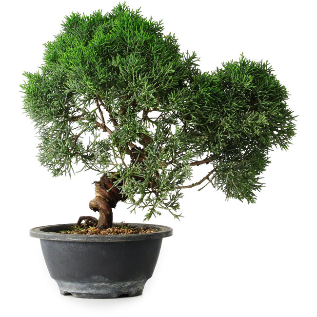 Juniperus chinensis Kishu, 23 cm, ± 12 jaar oud