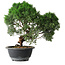 Juniperus chinensis Kishu, 23 cm, ± 12 Jahre alt